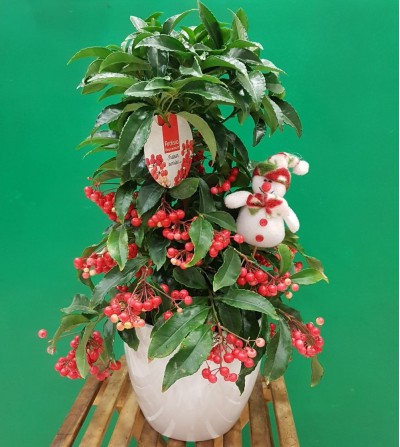 ARBOLITO NAVIDAD ARDISIA CRENATA