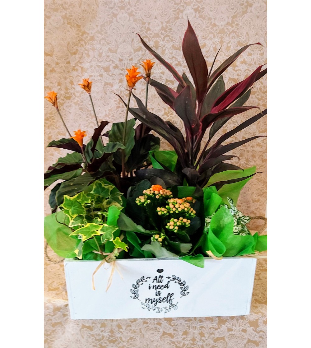 BONITA CAJA VINTAGE CON PLANTAS NATURALES