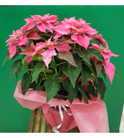 PLANTA DE NAVIDAD ROSA