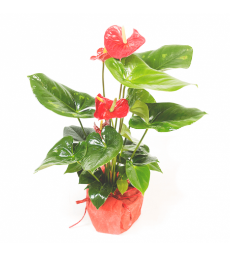 ANTHURIUM ROJO
