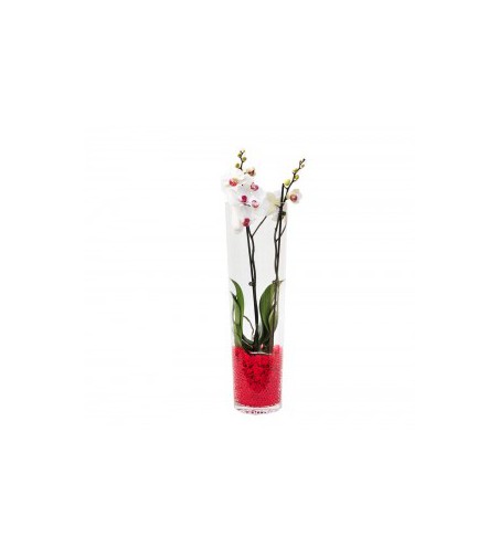ORQUIDEA  CON GELATINA