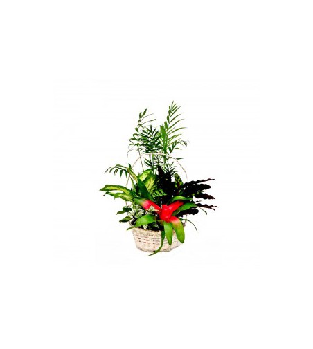 CENTRO CON PLANTAS