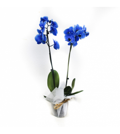 VARIEDAD DE ORQUIDEAS PARA REGALO