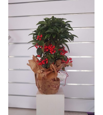 ARDISIA CRENATA