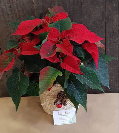 FLOR DE PASCUA